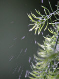 Rain drops Pelt a Branch  Tyler  Texas