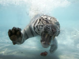 Odin the Tiger  Vallejo  California