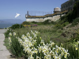 Egret Flies over the lawns of Alcatraz  San Francisco  California