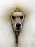 Mexico World Dog Show 2007
