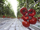 Tomato Greenhouse  Madison  Maine