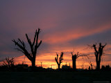 Storm Damaged Trees Silhouetted against the Setting Sun  Greensburg  Kansas  c2007
