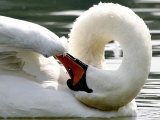Swan on the river Rhine near Breisach  Germany