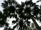 Sabal Palms near Border Fence  Brownsville  Texas