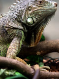 Green Iguana at Exotic Animal Exhibition  Sofia  Bulgaria