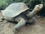 Giant Turtle  Santa Cruz Island  Galapogos Islands