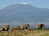 Elephants Backdropped by Mt Kilimanjaro  Amboseli  Kenya