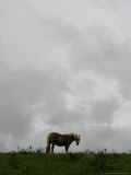 Horse Stands on a Rainy Meadow  St Peter  Germany