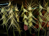 Israel Palestinians Holy Week  Ramallah  Palestine