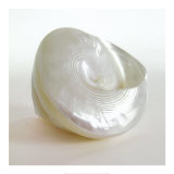 Shell II
