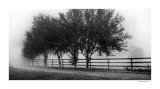 Row of Trees II