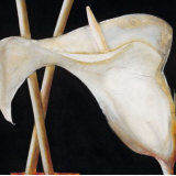 Lily in Sepia II