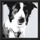 Collie