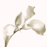 Cala Lilies I