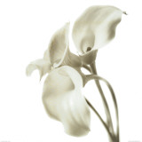Cala Lilies II