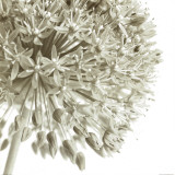 Allium I