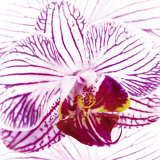 Orchid I