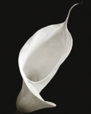 Calla I
