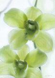 Orchid II