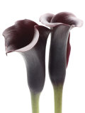 Zantedeschia