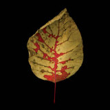 Smokebush