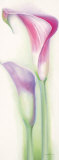 Pink Calla II