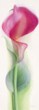 Pink Calla III