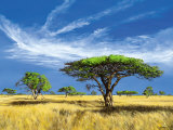 Kalahari Desert