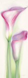 Pink Calla I