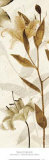 Ambre Antique I