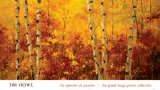The Splendor of Autumn