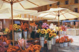 Campode Fiori