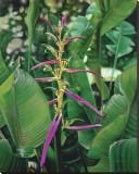 Heliconia