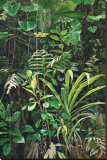 San Isidro Cloud Forest
