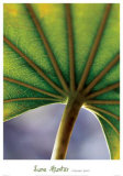 Ricepaper Plant