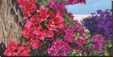 Bougainvillia