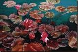 Red Water Lilies