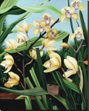Yellow Orchids