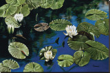 White Water Lilies