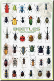 Beetles