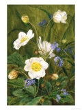 Anemones and Forget-Me-Nots