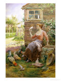 Feeding the Chickens