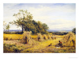Worcestershire Cornfield