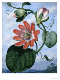 The Winged Passion Flower