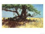 Zebras in the Steppe
