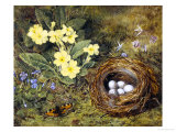 Primroses with a Bird's Nest