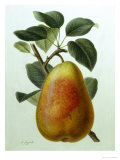 Study of a Pear