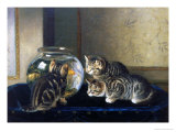 Three Kittens Watching Goldfish