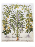 Balsamina Foemina