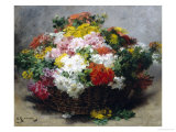 Colorful Asters